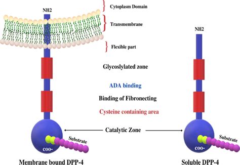 Image result for Tutorial How to Use DPP-4