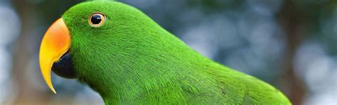 exotic bird for sale in Kolkata, pet for sale in kolkata | www ...