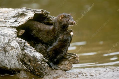 Image result for Mink Python Print