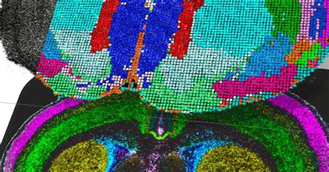 El mapa más completo del cerebro revela cómo y cuándo se forman las ...