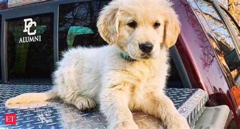 Why Golden Retrievers top India's VIP list - Why golden retrievers are ...