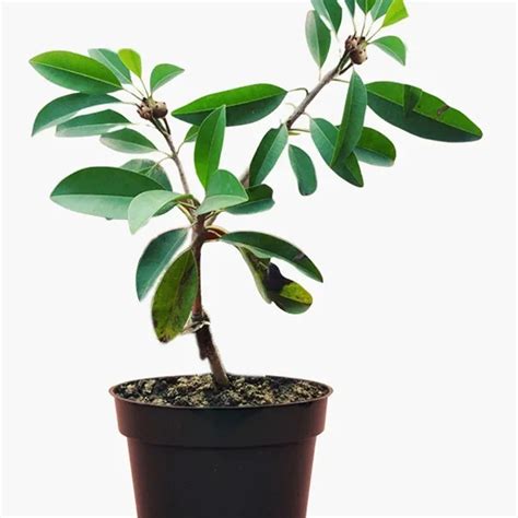 Buy Chiku Fruit Plant, Sapota Plant online from Nursery Kart