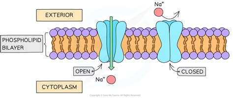 Image result for Channel Protein