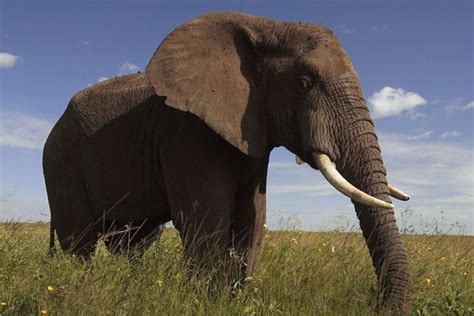 Elephant Sanctuary Tour from Johannesburg 2024 - Pretoria - Viator