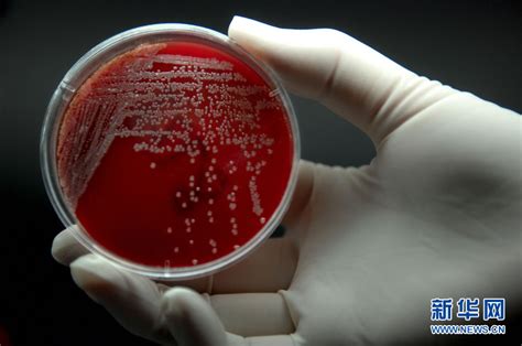 探访超级细菌实验室(高清组图)_新闻中心_新浪网