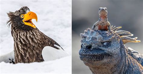 Image result for Animals to Draw in Google Colab Using Python Code