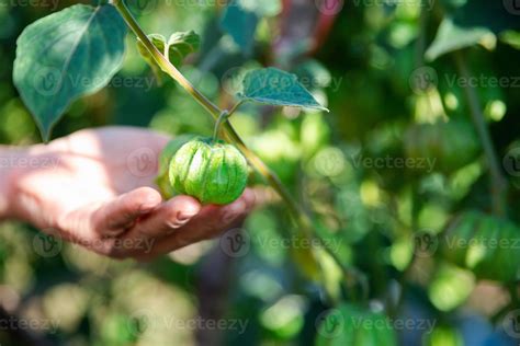 Cape gooseberry on tree. small fruit has a unique smell and taste. Cape gooseberry is a plant ...