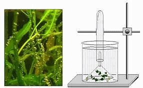 Photosynthesis: Early Experiments and Factors affecting - Biology Class ...