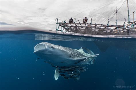 Where the whale sharks are: New research reveals secrets of world’s biggest fish - Australian ...