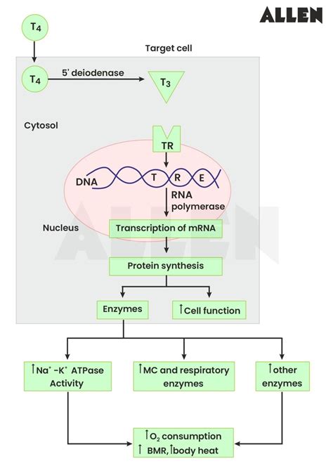 Thyroid Gland: Anatomy, Structure, Function & Disorders
