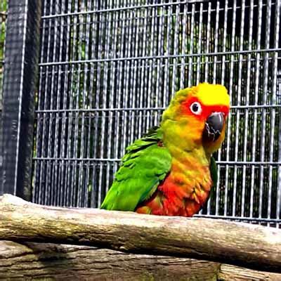 Image result for Fancy Conure