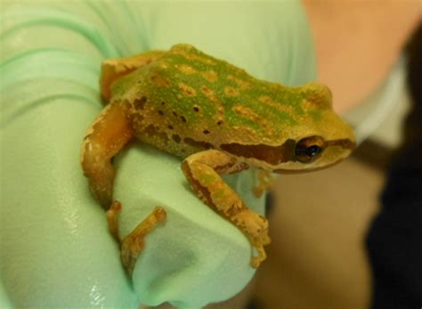 Alien Frog Species 的图像结果