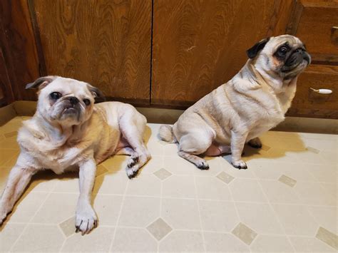 Mia and Bailey hope you had a good National Pug Day : r/pug