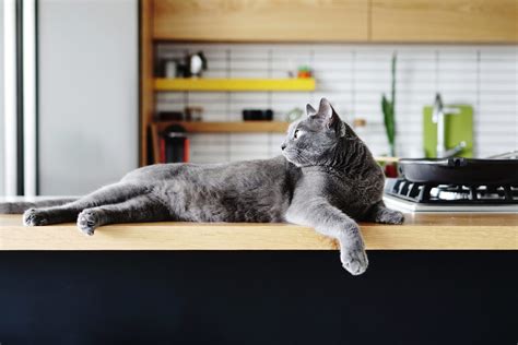 How to Keep Cats off Counters in 2023: Strategies & Training Tips
