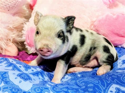 Pink Baby Teacup Pigs