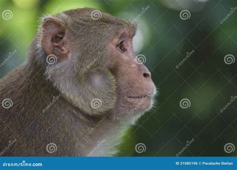 Monkey 库存照片. 图片 包括有 供人潮笑者, 红色, 猴子, 好奇, 妈妈, 尼泊尔, 逗人喜爱 - 21085196