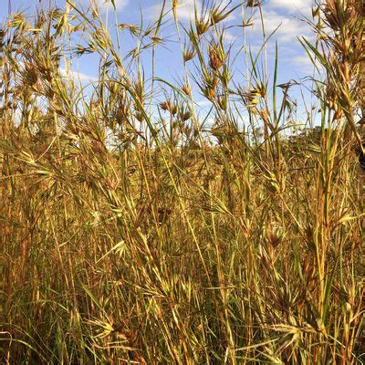 City Nature Challenge 2024 guided bushwalk into Broadmeadows Valley ...