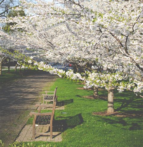 Charlotte Pollen & Mold Count: Allergy & Asthma | CAAC