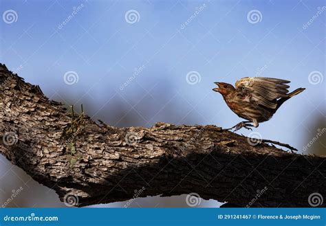 Feisty House Finch Shows Territorial Aggression Stock Image - Image of mesquite, gray: 291241467
