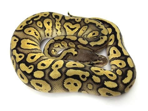 Image result for Pastel Red Stripe Ball Python