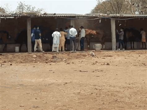 8 horses die in Jabalpur due to heatstroke, stress