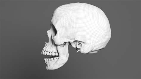 Human Skull Realistic - 3D Model by gabrielgardiman