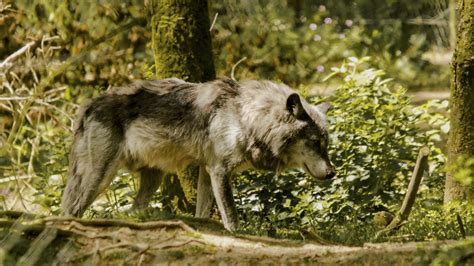 Download wallpaper 2048x1152 wolf, pose, predator, animal, blur ...