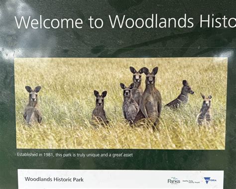 Historic Woodlands Park to see kangaroos !!! - Life in Melbourne