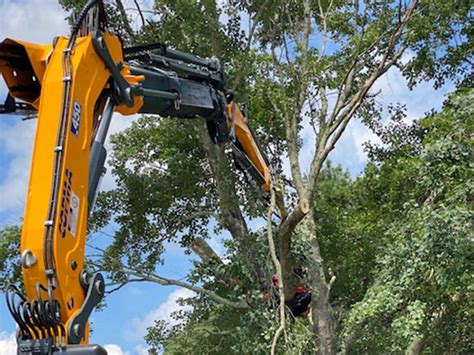 Tree Removal Machine 的图像结果