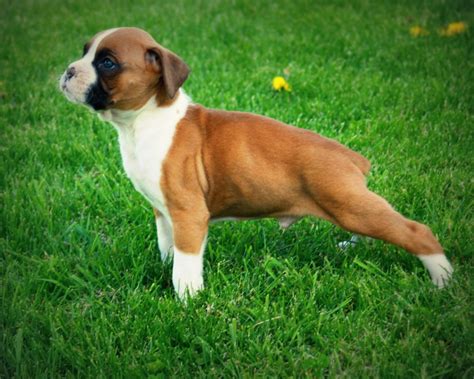 English Boxer Dog