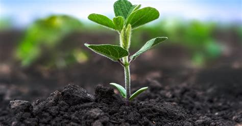 Arginine meets phosphate: New system promises ‘predictable and ...