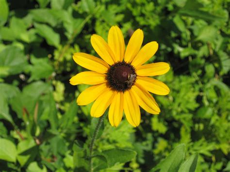 Download Close up of vibrant Black Eyed Susan Wallpaper | Wallpapers.com