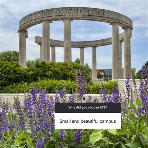 Image result for UI Springfield