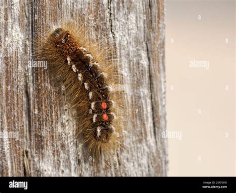 Brown tail Moth caterpillar, Euproctis chrysorrhoea, caterpillar on ...