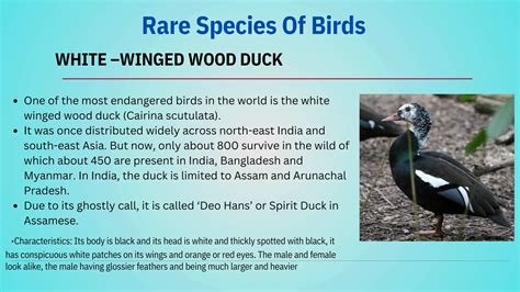 RARE, ENDANGERED AND ENDEMIC BIRDS AND MAMMALS OF INDIAN SUBCONTINENT .pdf
