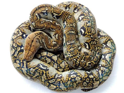 Image result for Mocha Marble Reticulated Python