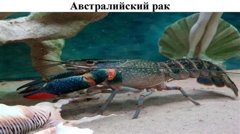 Рак морской и пресноводный - презентация онлайн