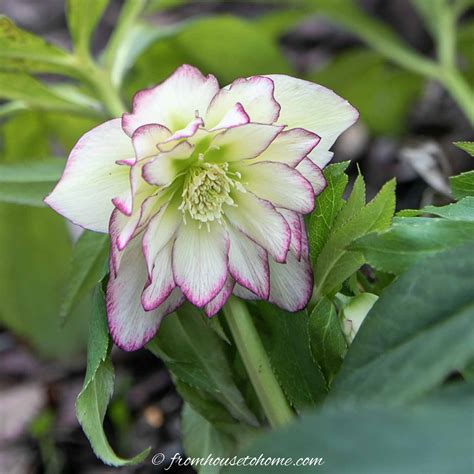 Hellebore Care And Planting Guide (How to Grow Lenten Rose) - Gardening ...