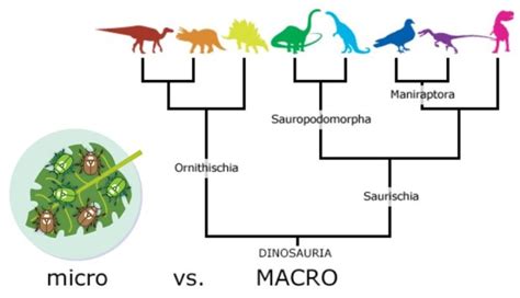 Image result for Macroevolution Controversy