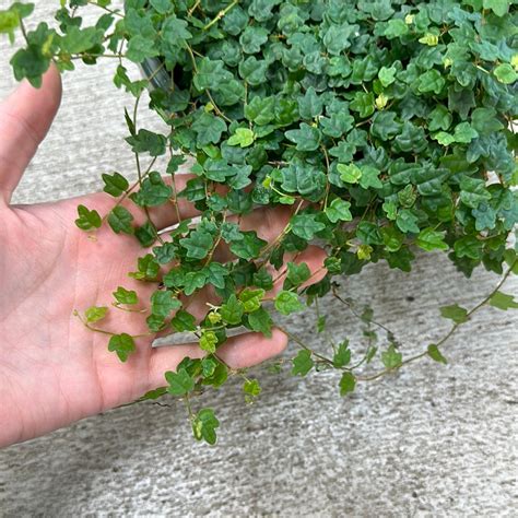 Ficus Quercifolia 6" HB - String of Frogs – Kent East Hill Nursery