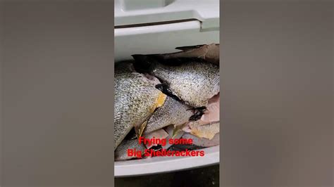 Image result for Shellcrackers On Bottom