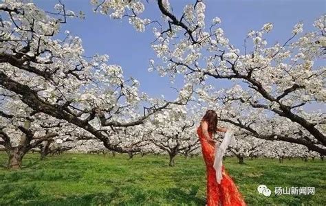 贵州：第七届“金谷春雪”梨花节4月2日开幕- 园林资讯 - 园林网