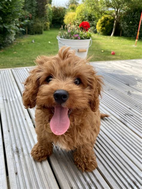 Image result for Cockapoo Puppy