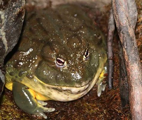 Image result for African Bullfrog vs Python