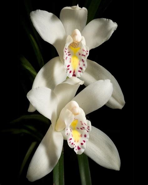 Divine Blossoms Orchid Boutique - Online Store