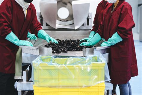 Washing Mussels 的图像结果