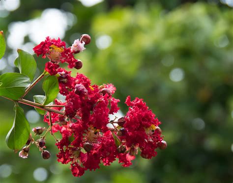 Dynamite Crape Myrtle | Plant by Number