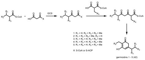 Exploiting the Biosynthetic Potential of Type III Polyketide Synthases
