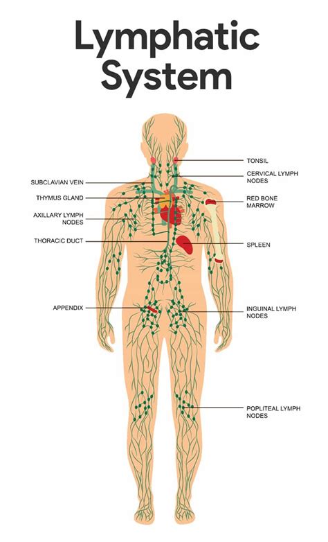 Image result for Map of Lymphatic System