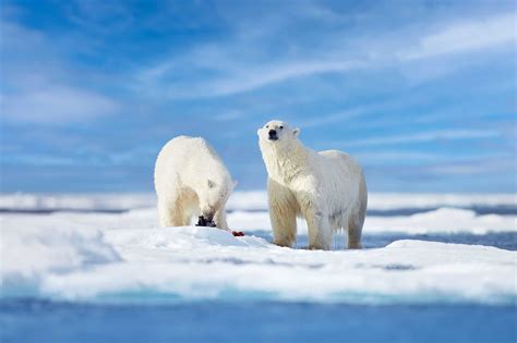 The Arctic Divergence of Polar Bears Over 500,000 Years Ago - Animals ...